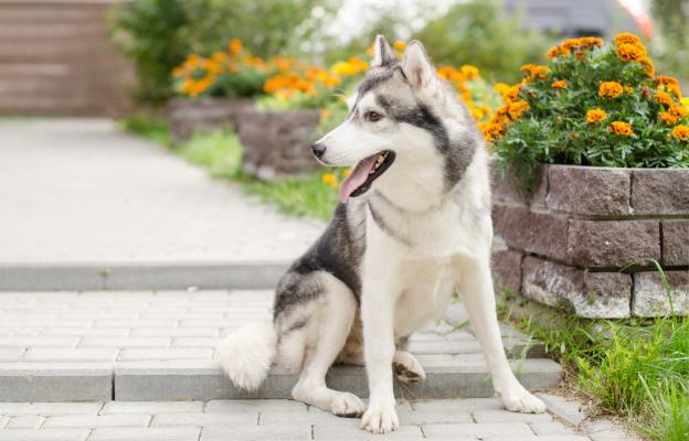 кучета сексуално поведение