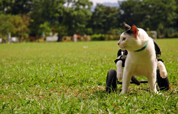 Котка с увреждания