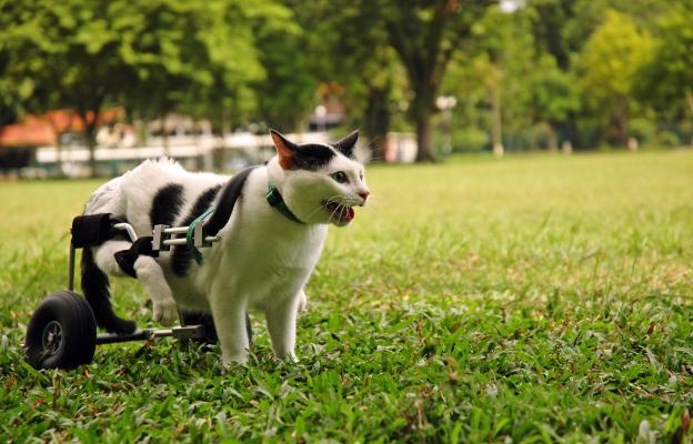 Котка с увреждания