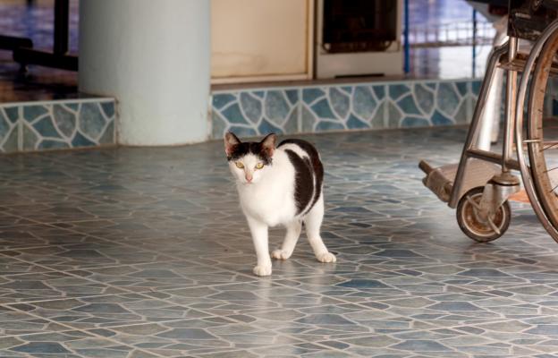 Котка с увреждания