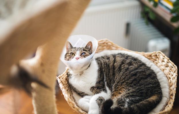 Котка с увреждания