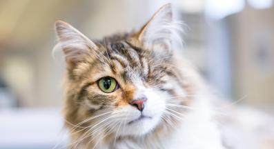 Котка с увреждания