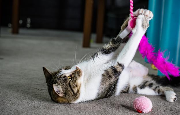 Котка с увреждания