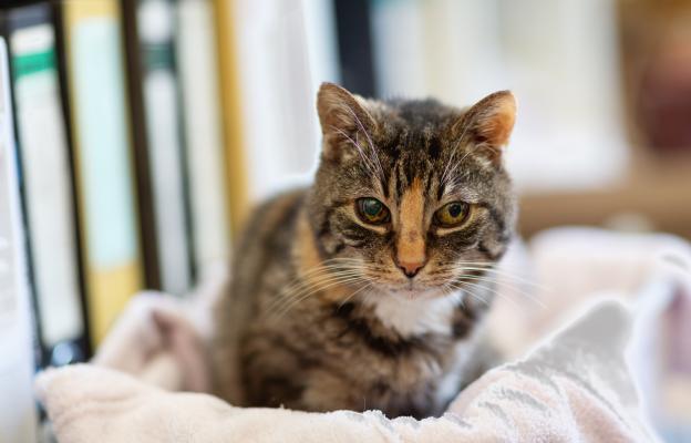 Котка с увреждания