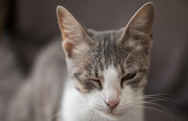 Котка с увреждания
