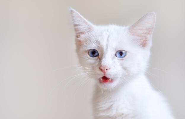 Котка с увреждания