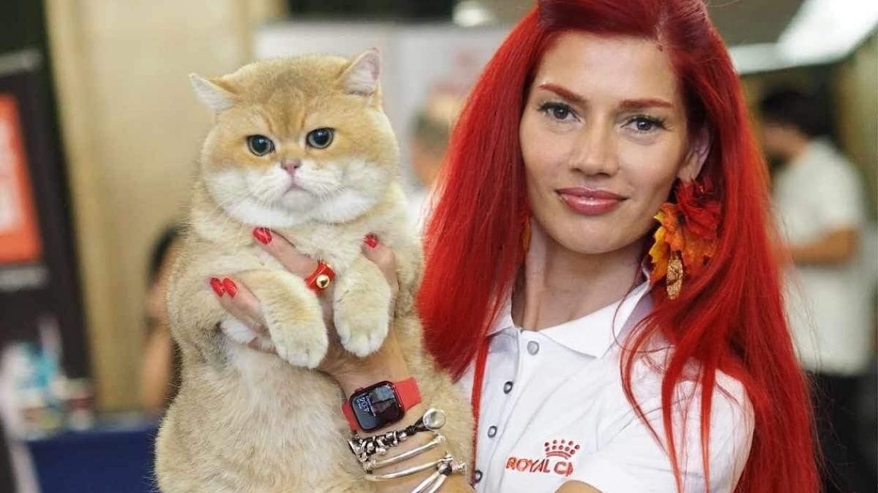 Котка за домашен любимец - всичко, което трябва да знаем за отглеждането ѝ
