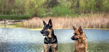 10 породи кучета, които са родени лидери