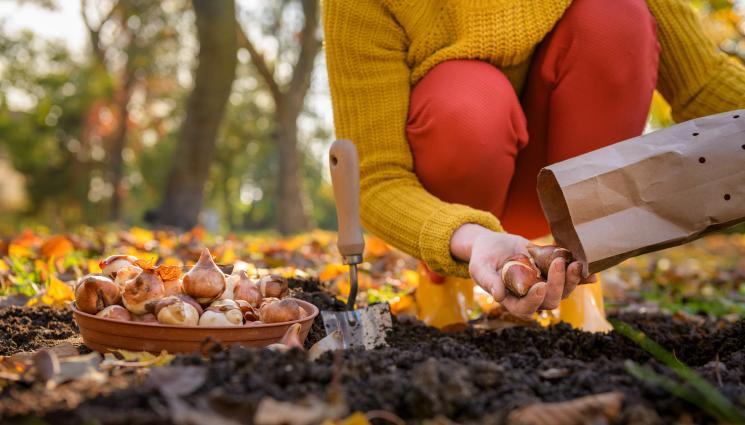 луковици - Агро Телеграф: Луковиците пълзят в почвата
