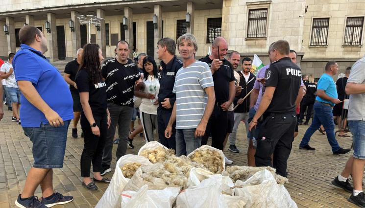 протест - Агро Телеграф: Статистиката увърта за износа на овче сирене