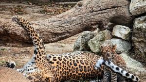 леопарди бебе зоопарк Варна леопард