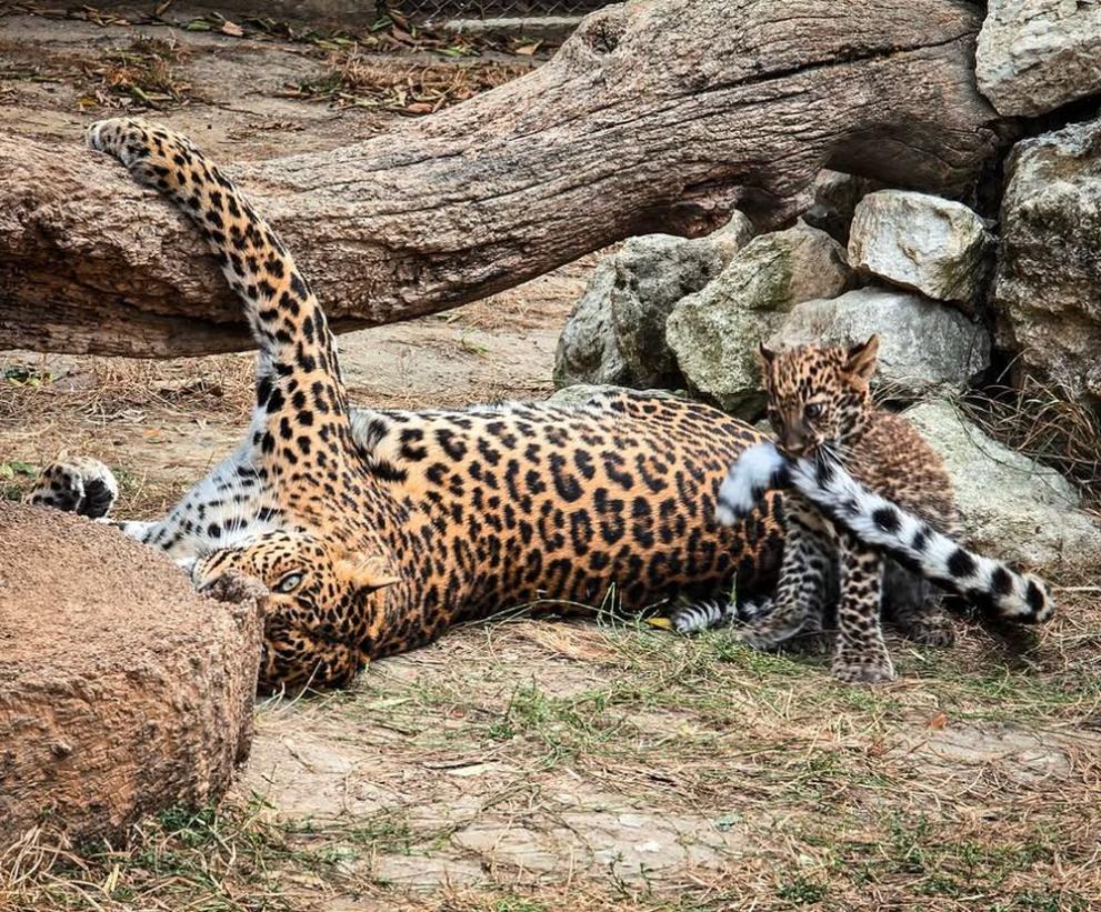 Звездата на зоопарка във Варна - леопардчето бебе Вики не