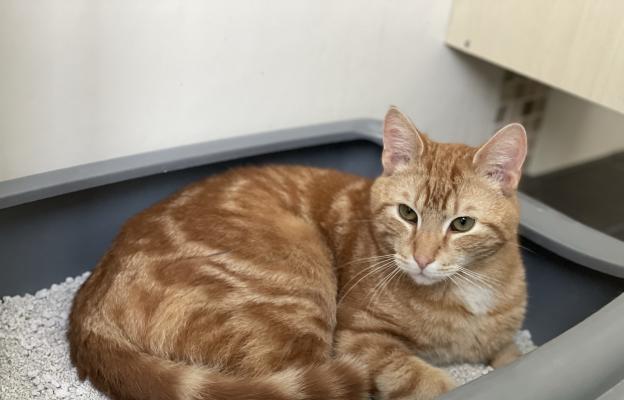 Котешка тоалетна