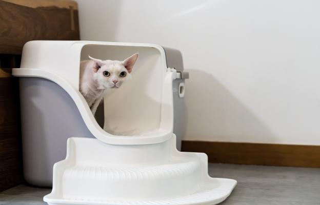 Котешка тоалетна