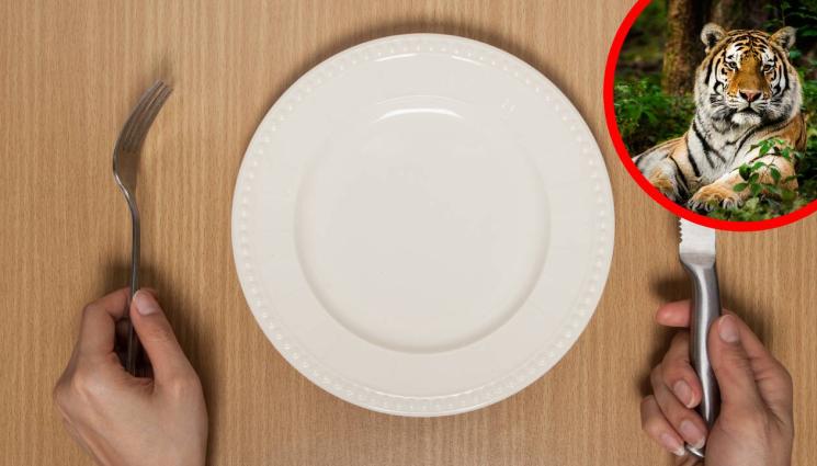 c - ОТЧАЯНИ МЕРКИ: Севернокорейци ядат тигри и язовци, заради липса на храна!