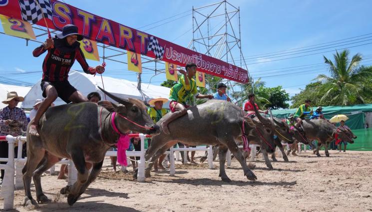 АП - Биволи препускат на конкурс за красота