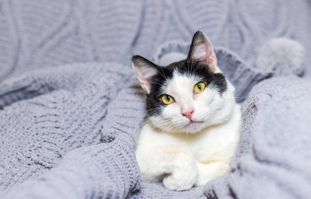 Домашна котка при ветеринар