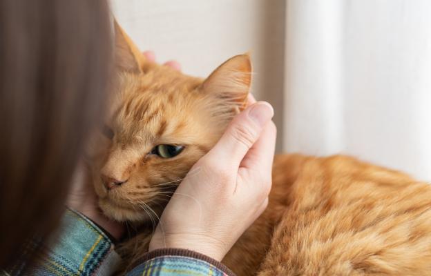 Домашна котка при ветеринар