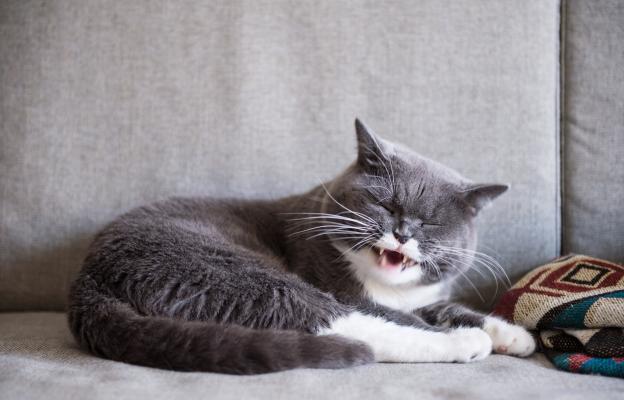 Котка мяука