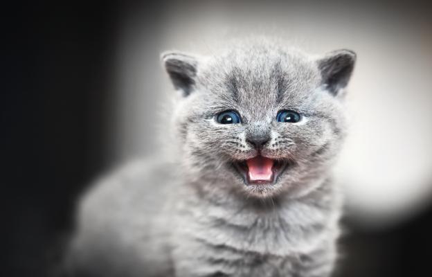 Котка мяука