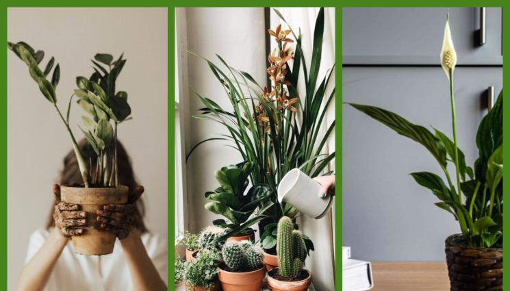 цветя - ДОМАШНИ СЪВЕТИ: Прибираме цветята обратно у дома, за да не измръзнат на балкона