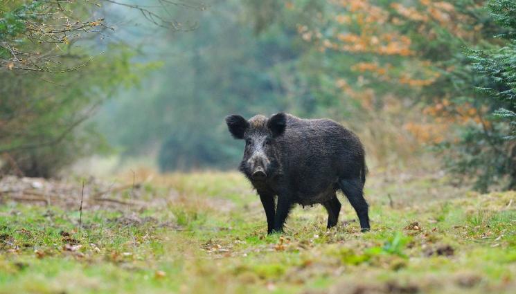дива свиня - И ЛОВЕЦ СЪМ, И РИБАР СЪМ: Бум в отстрела на глигани