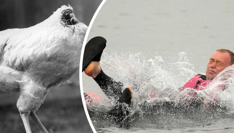 безглаво пиле - ИНТЕРЕСНИ НАУЧНИ ФАКТИ: Водата не е мокра!