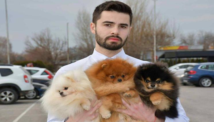 др Славчев - Царят на дребните породи: Померанът – малък по размер, голям по характер! (СНИМКИ)