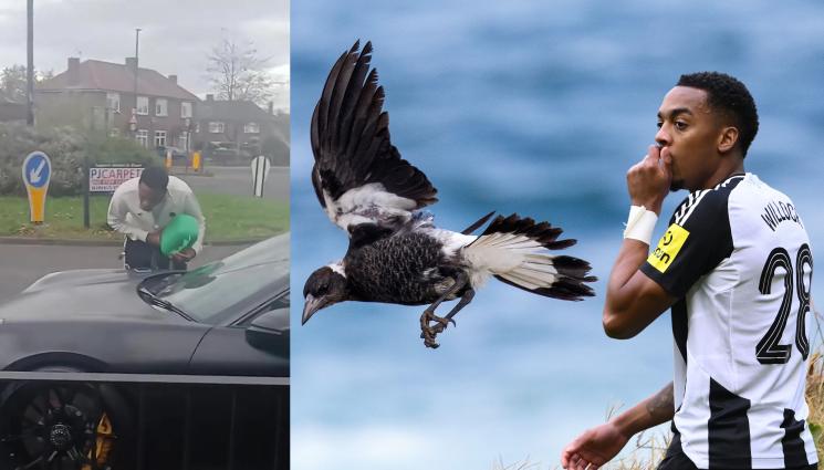 Джо Уилок - Сврака закъса на пътя