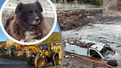 елените сара