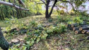 Перник дърва сеч