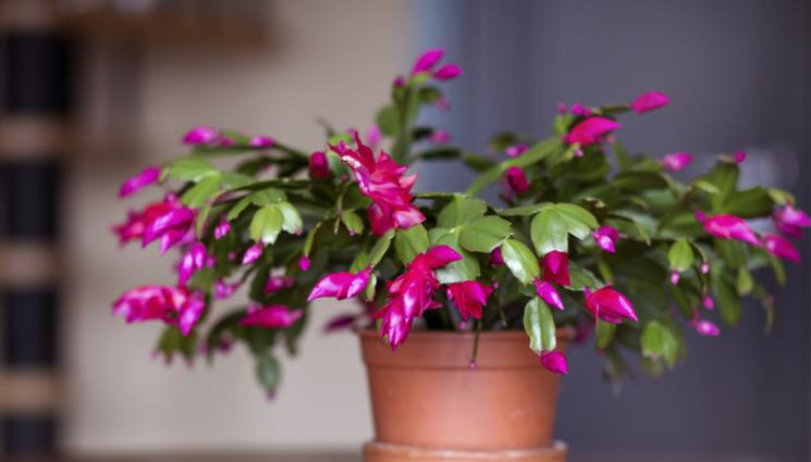 коледниче - Агро Телеграф: Покривате коледничето с тъмна калъфка