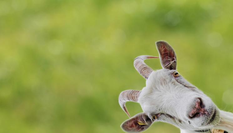 козел - Агро Телеграф: Семейство взема козел вместо куче на лов