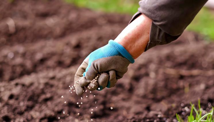 тор наторяване - Агро Телеграф: Калият помага на тревата да издържи на студа