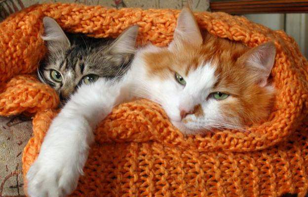 Котка през есента