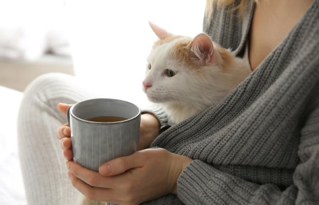 Котка през есента