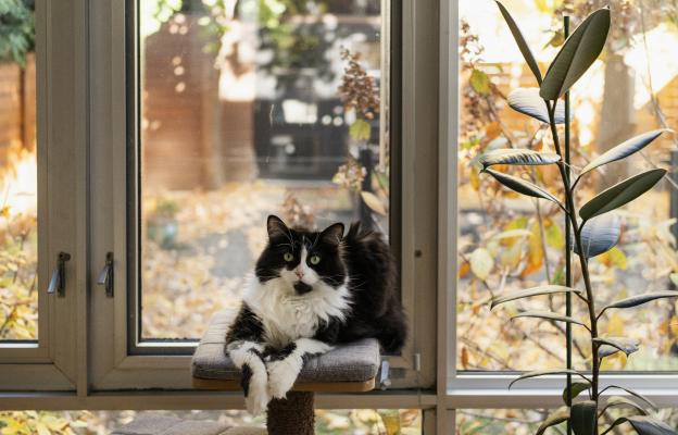 Котка през есента