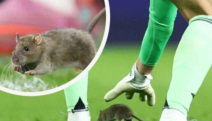 Плъх - И това се случи. Плъх прекъсна световна квалификация (ВИДЕО)