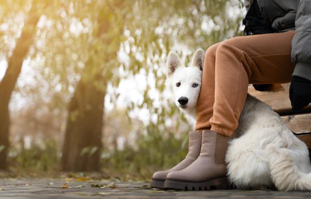 куче човек обич