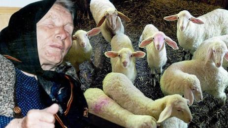 Ванга агнета