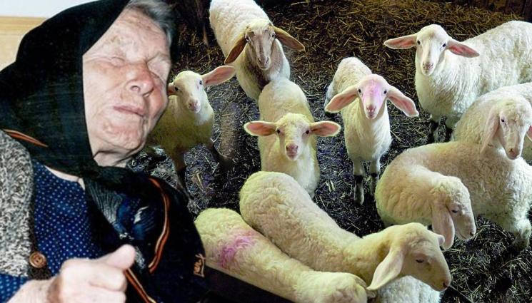 Ванга агнета - НА РУПИТЕ: Дариха 11 агнета за Ванга! (СНИМКИ)