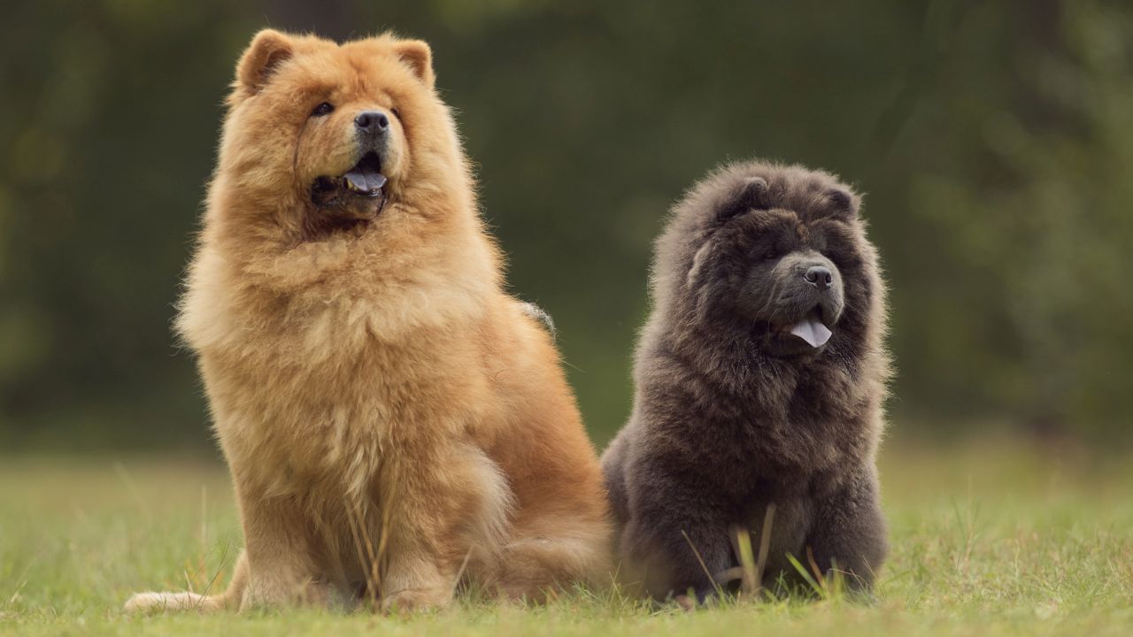 <p><!--StartFragment -->Това за съжаление може да доведе до опит за хапане, ако дете се приближи твърде близо. Въпреки че тези домашни любимци могат да бъдат лоялни спътници с ранно и правилно обучение, те обикновено се справят по-добре с възрастни, които уважават тяхното пространство и независимост.<!--EndFragment --></p>