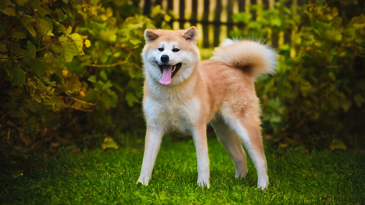 <p><!--StartFragment --></p>

<p><strong>Акита</strong></p>

<p>Акита са мощни, лоялни кучета със силни защитни инстинкти, но същият този инстинкт може да ги направи непредсказуеми около деца. Те са естествено доминиращи и не реагират добре на закачки или резки движения.</p>

<p><!--EndFragment --></p>