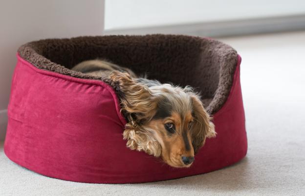 куче копае в леглото си