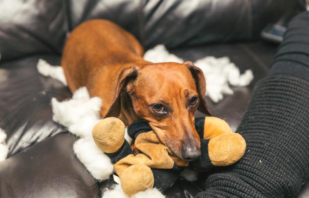 куче копае в леглото си