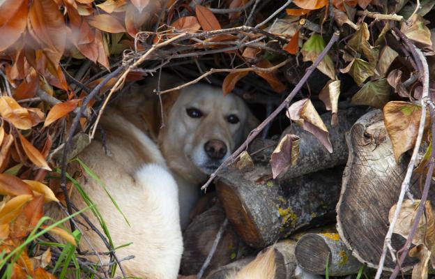 куче копае в леглото си