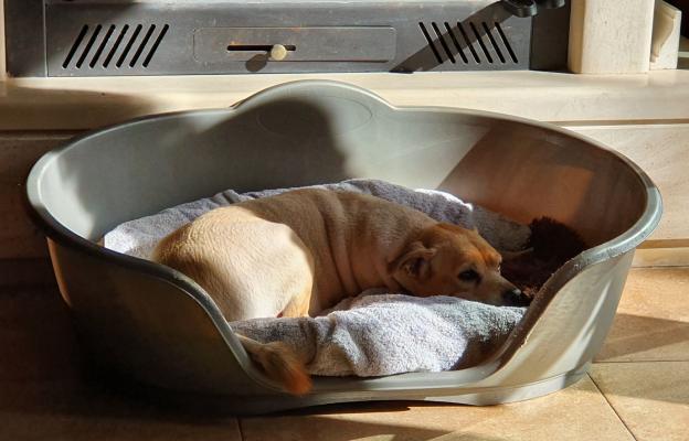 куче копае в леглото си