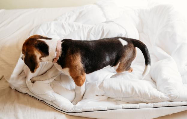 куче копае в леглото си