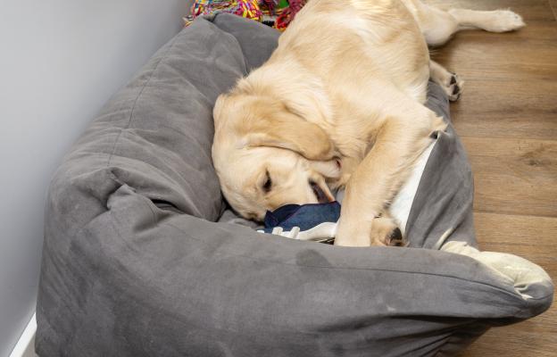 куче копае в леглото си