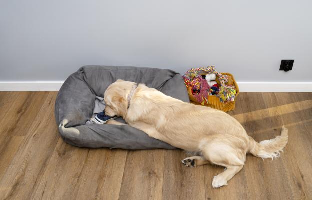 куче копае в леглото си